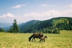 Caballo salvaje que pasta en las montañas del verano fotografía de archivo Caballo salvaje que pasta en las montañas del verano fotografía de archivo