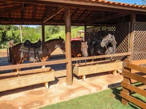 Caballos que descansan y que alimentan en el establo imágenes de archivo libres de regalías Caballos que descansan y que alimentan en el establo imágenes de archivo libres de regalías