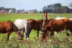 Caballos que pastan en un pasto imagen de archivo libre de regalías Caballos que pastan en un pasto imagen de archivo libre de regalías