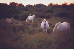 Caballos salvajes blancos de Camargue, Francia fotografía de archivo Caballos salvajes blancos de Camargue, Francia fotografía de archivo