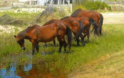Caballos salvajes de Corolla Carolina del Norte en un grupo que pasta imagen de archivo libre de regalías Caballos salvajes de Corolla Carolina del Norte en un grupo que pasta imagen de archivo libre de regalías