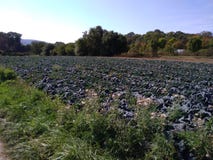Cabbage field stock image Cabbage field stock image