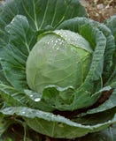 Cabbage (head) with dew drops Royalty Free Stock Images Cabbage (head) with dew drops Royalty Free Stock Images