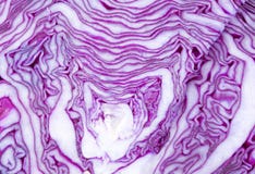 Cabbage Texture Stock Photo