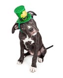 Cabeza inclinable del perrito del día del St Patricks fotos de archivo libres de regalías Cabeza inclinable del perrito del día del St Patricks fotos de archivo libres de regalías