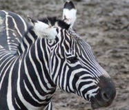 Cabeça da zebra imagem de stock Cabeça da zebra imagem de stock