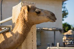 Cabeça de um camelo no parque do camelo, Larnaca, Chipre imagens de stock Cabeça de um camelo no parque do camelo, Larnaca, Chipre imagens de stock