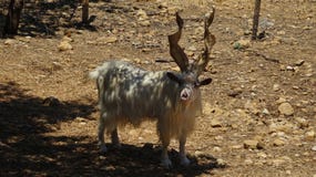 Cabra blanca con los cuernos torcidos en Sicilia imagen de archivo libre de regalías Cabra blanca con los cuernos torcidos en Sicilia imagen de archivo libre de regalías
