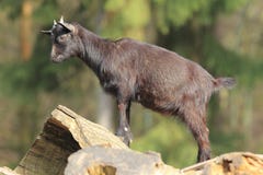 cabra