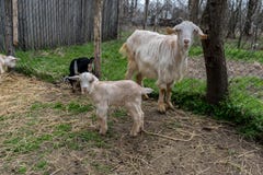 Cabra pequena com mãe fotos de stock Cabra pequena com mãe fotos de stock