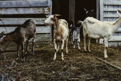 Cabras imágenes de archivo libres de regalías Cabras imágenes de archivo libres de regalías