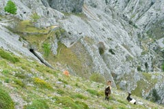 Cabras en el panorama del paisaje de la montaña en los cuidados que emigran la ruta, Asturias imagen de archivo Cabras en el panorama del paisaje de la montaña en los cuidados que emigran la ruta, Asturias imagen de archivo