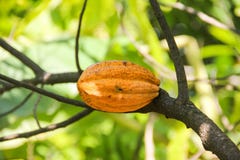 Cacao fruit pod yellow close up tree green jungle background stock photos Cacao fruit pod yellow close up tree green jungle background stock photos