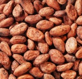 cacao фасолей стоковые фотографии rf cacao фасолей стоковые фотографии rf