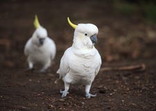 Cacat?a azufre-con cresta blanca, galerita del Cacatua, primer del retrato con el fondo marr?n imagen de archivo Cacat?a azufre-con cresta blanca, galerita del Cacatua, primer del retrato con el fondo marr?n imagen de archivo