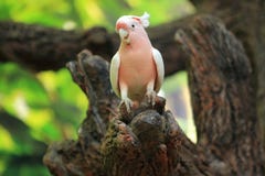 Cacatúa rosada imágenes de archivo libres de regalías Cacatúa rosada imágenes de archivo libres de regalías