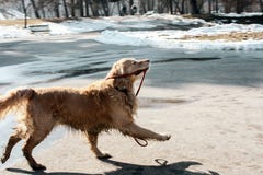 Cachorrinho bonito do golden retriever que mantém sua trela feliz no inverno fotografia de stock Cachorrinho bonito do golden retriever que mantém sua trela feliz no inverno fotografia de stock