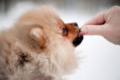 Cachorrinho bonito do spiz de Pomeranian na neve fotografia de stock royalty free Cachorrinho bonito do spiz de Pomeranian na neve fotografia de stock royalty free