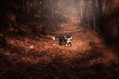 Cachorrinho de border collie que joga nas folhas de outono imagem de stock Cachorrinho de border collie que joga nas folhas de outono imagem de stock