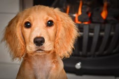 Cachorrinho de cocker spaniel pelo fogo que mantém-se morno foto de stock Cachorrinho de cocker spaniel pelo fogo que mantém-se morno foto de stock