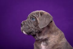Cachorrinho de Kane Corso Retrato no fundo roxo fotos de stock royalty free Cachorrinho de Kane Corso Retrato no fundo roxo fotos de stock royalty free