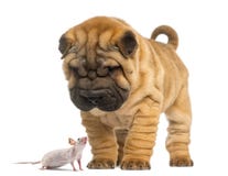 Cachorrinho de Shar Pei que olha para baixo em um rato calvo imagem de stock royalty free Cachorrinho de Shar Pei que olha para baixo em um rato calvo imagem de stock royalty free