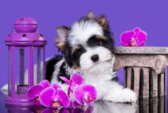 Cachorrinho de um castor de um yorkshire terrier e de flores imagem de stock royalty free Cachorrinho de um castor de um yorkshire terrier e de flores imagem de stock royalty free