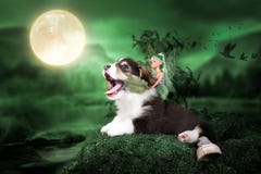 Cachorrinho do Corgi em uma floresta feericamente com uma fada fotografia de stock Cachorrinho do Corgi em uma floresta feericamente com uma fada fotografia de stock