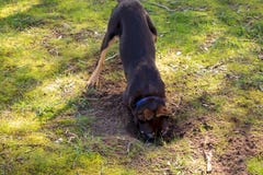 Cachorrinho do Kelpie que escava um furo foto de stock Cachorrinho do Kelpie que escava um furo foto de stock
