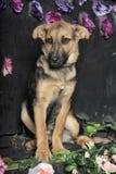 Cachorrinho do pastor imagem de stock Cachorrinho do pastor imagem de stock