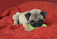 Cachorrinho do Pug com brinquedo foto de stock royalty free Cachorrinho do Pug com brinquedo foto de stock royalty free