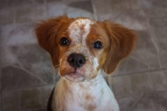 Cachorrinho do spaniel de Brittany foto de stock Cachorrinho do spaniel de Brittany foto de stock