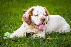 Cachorrinho do spaniel na grama com bola fotos de stock Cachorrinho do spaniel na grama com bola fotos de stock