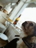 Cachorrinho em um bar pela primeira vez imagem de stock royalty free Cachorrinho em um bar pela primeira vez imagem de stock royalty free