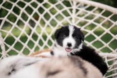 Cachorrinho preto e branco de border collie em uma rede fotografia de stock Cachorrinho preto e branco de border collie em uma rede fotografia de stock