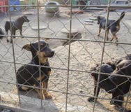 Cachorrinhos em um abrigo imagens de stock Cachorrinhos em um abrigo imagens de stock