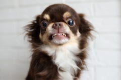 Cachorro Chihuahua Agressivo Rechando E Parecendo Zangado Foto De