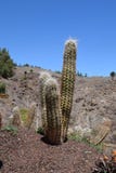  Cactaceae, łaciński Oroecereus celsianus, kaktus rośliny Zdjęcia Stock