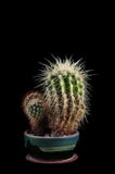 Cacti as a trend in the interior of the office and at home stock image Cacti as a trend in the interior of the office and at home stock image