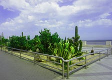 Cacti at the Sea Coast Promenade royalty free stock photos Cacti at the Sea Coast Promenade royalty free stock photos