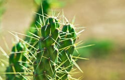 Cacto bonito com as espinhas finas longas em um fundo verde-amarelo na luz do sol brilhante spain Austrocylindropuntia; família: foto de stock royalty free Cacto bonito com as espinhas finas longas em um fundo verde-amarelo na luz do sol brilhante spain Austrocylindropuntia; família: foto de stock royalty free