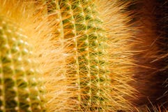 Cacto da bola do limão com brilho dos espinhos amarelos Notocactus Fim acima foto de stock royalty free Cacto da bola do limão com brilho dos espinhos amarelos Notocactus Fim acima foto de stock royalty free