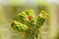 Cacto da flora do deserto com espinhas afiadas imagem de stock Cacto da flora do deserto com espinhas afiadas imagem de stock