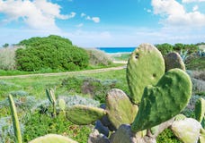 Cacto e outras plantas em Sardinia imagem de stock Cacto e outras plantas em Sardinia imagem de stock