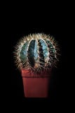 Cacto esférico espinhoso no fundo preto Echinocactus à moda com as agulhas amarelas longas, espinhos Vista lateral imagens de stock Cacto esférico espinhoso no fundo preto Echinocactus à moda com as agulhas amarelas longas, espinhos Vista lateral imagens de stock