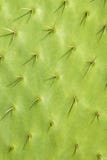 Cactus Royalty Free Stock Photos Cactus Royalty Free Stock Photos