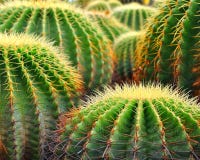 Cactus Stock Photography Cactus Stock Photography