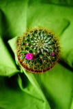 Cactus Royalty Free Stock Photo Cactus Royalty Free Stock Photo