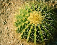 Cactus Stock Photography