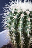 Cactus Stock Images